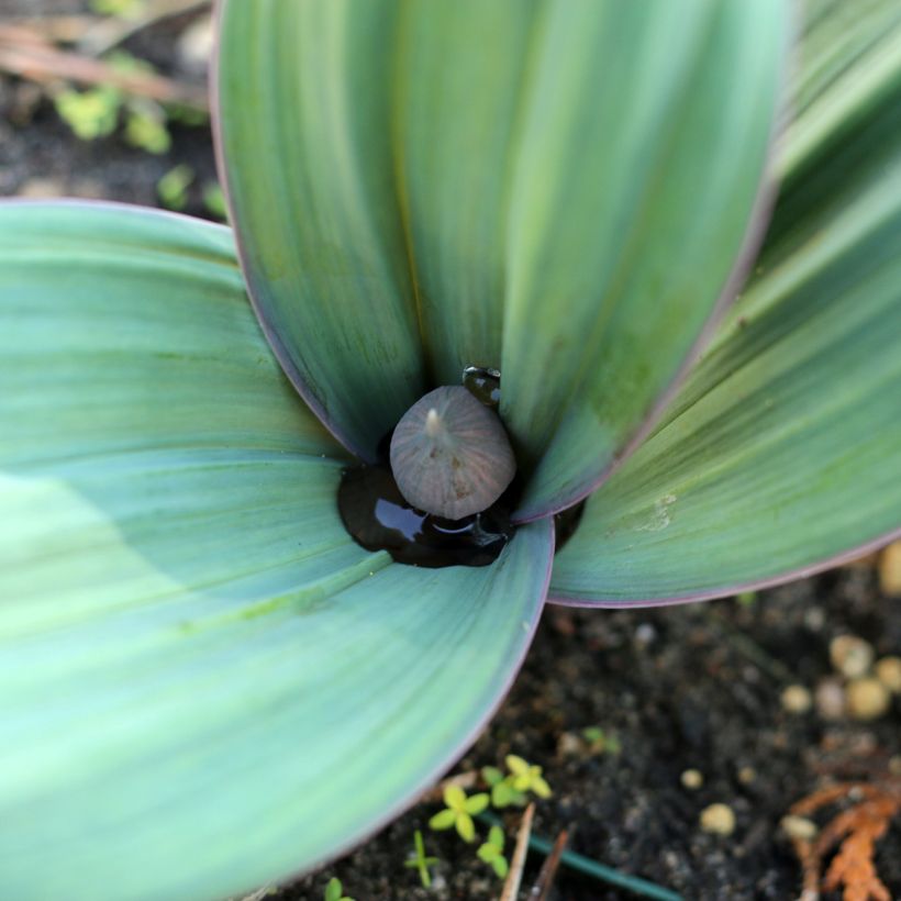 Allium karataviense (Folhagem)