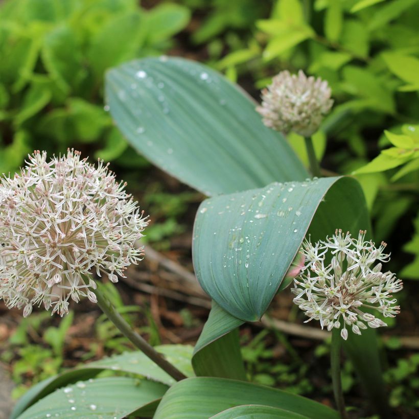 Allium karataviense (Hábito)