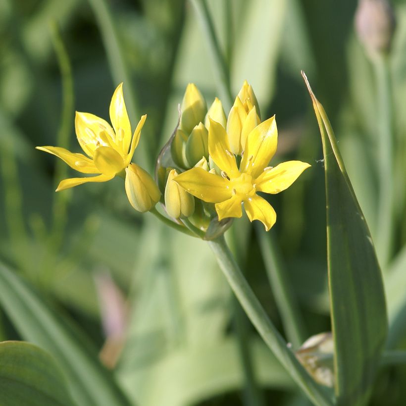 Allium moly (Floração)