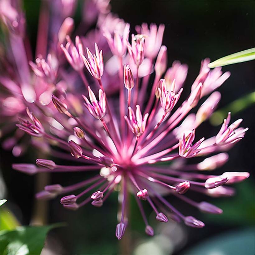 Allium nevskianum (Floração)