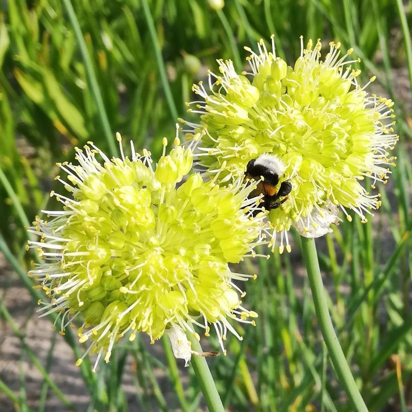 Allium obliquum (Floração)