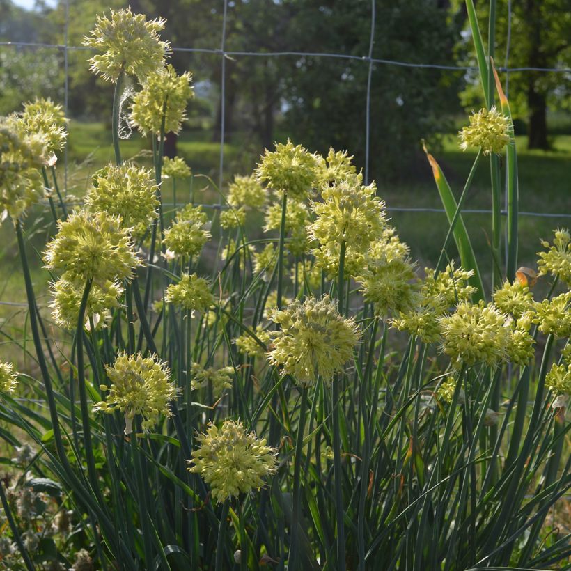 Allium obliquum (Hábito)