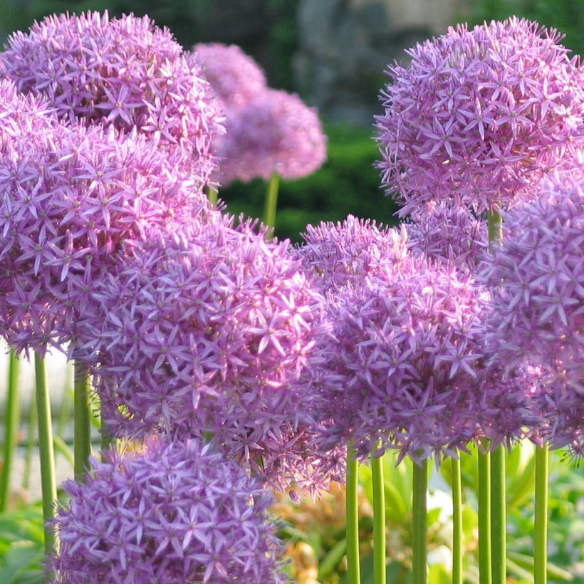Allium rosenbachianum (Hábito)