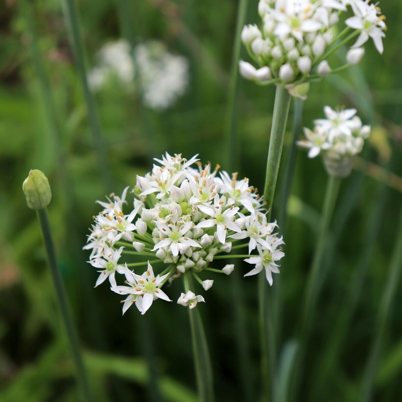 Allium tuberosum Cliffs of Dover (Floração)