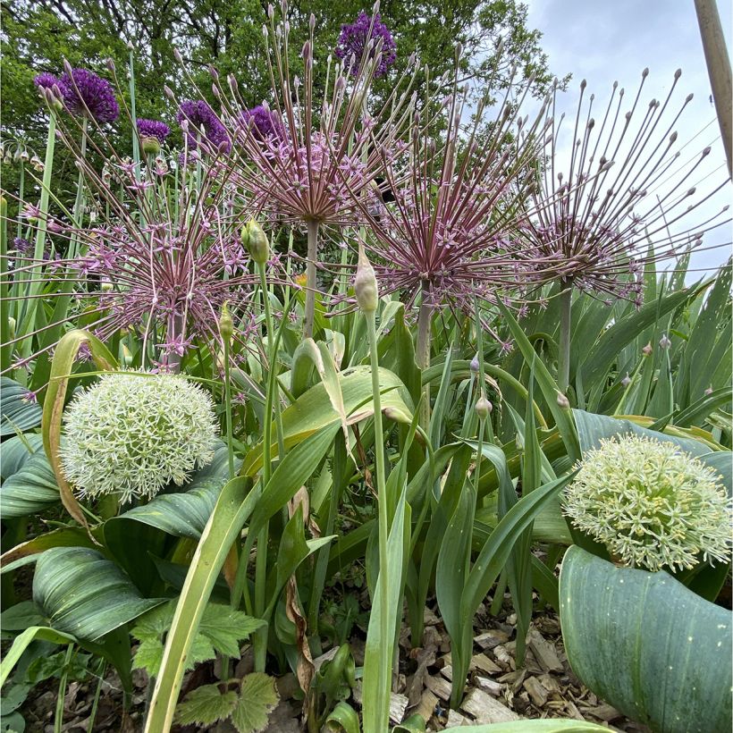 Allium schubertii (Hábito)