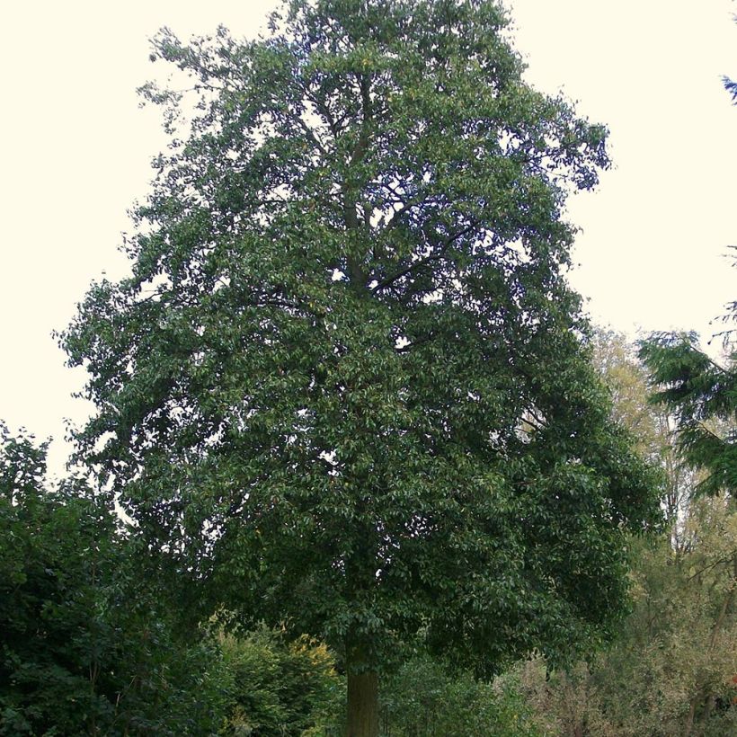Alnus cordata (Hábito)