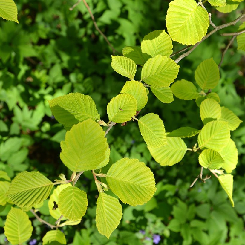 Alnus glutinosa Aurea (Folhagem)