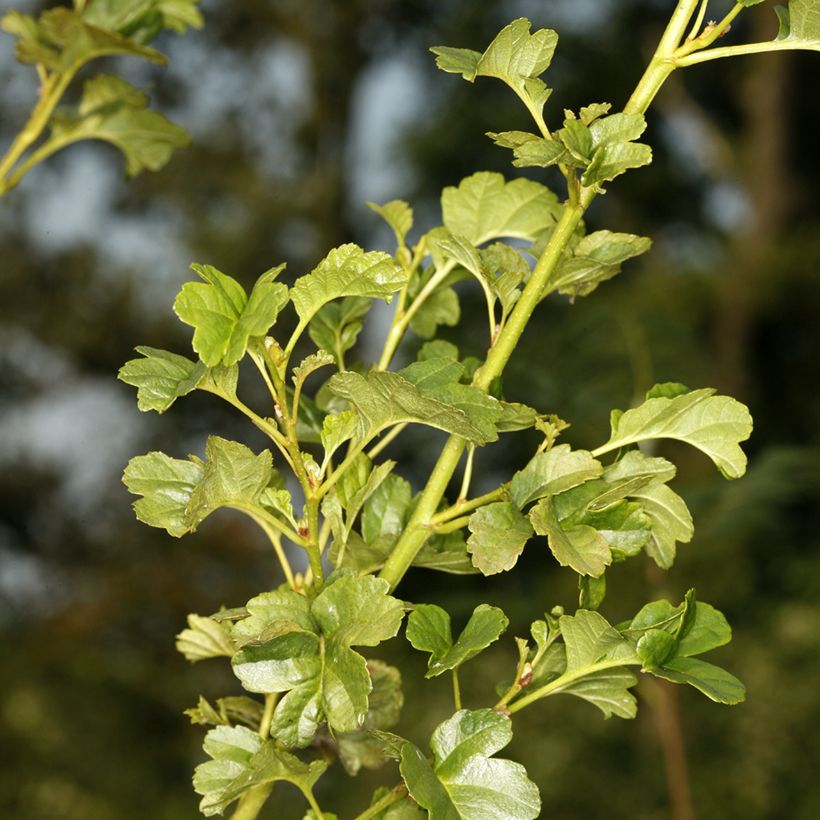 Alnus glutinosa Incisa - Amieiro (Folhagem)