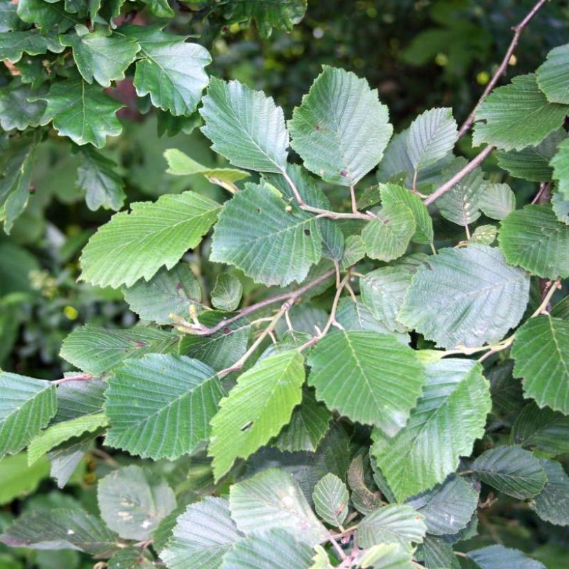Alnus incana (Folhagem)