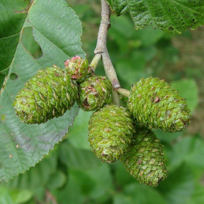 Alnus incana (Colheita)