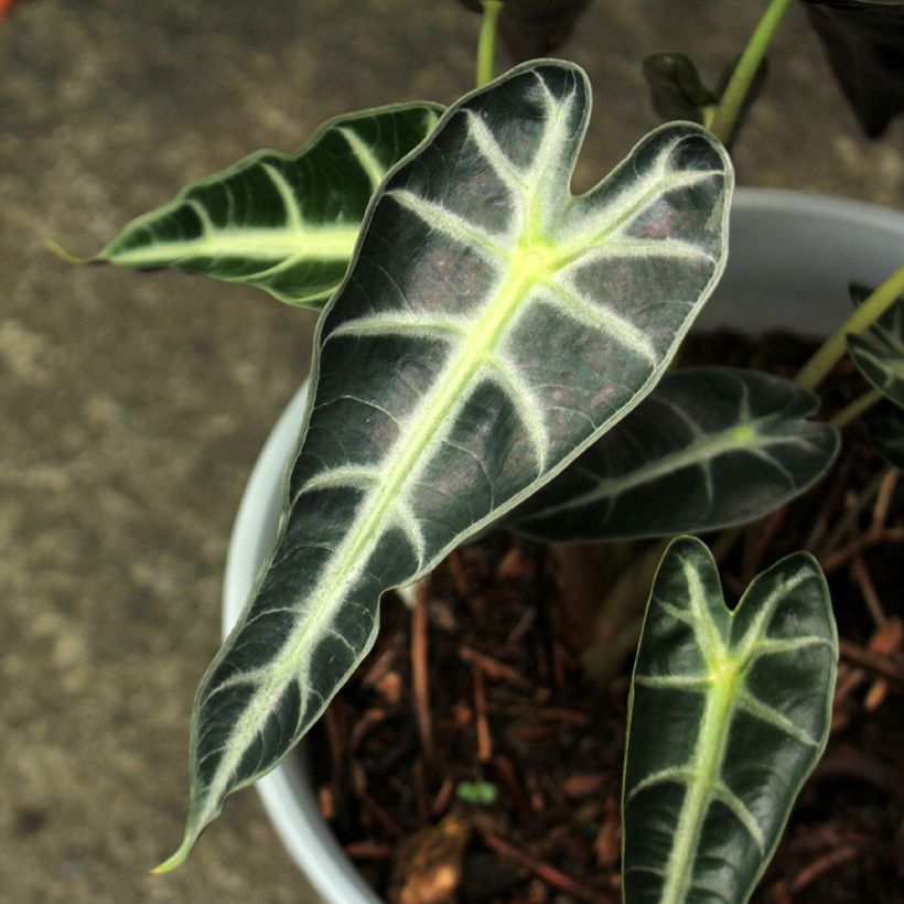 Alocasia Bambino - Orelha-de-elefante (Folhagem)