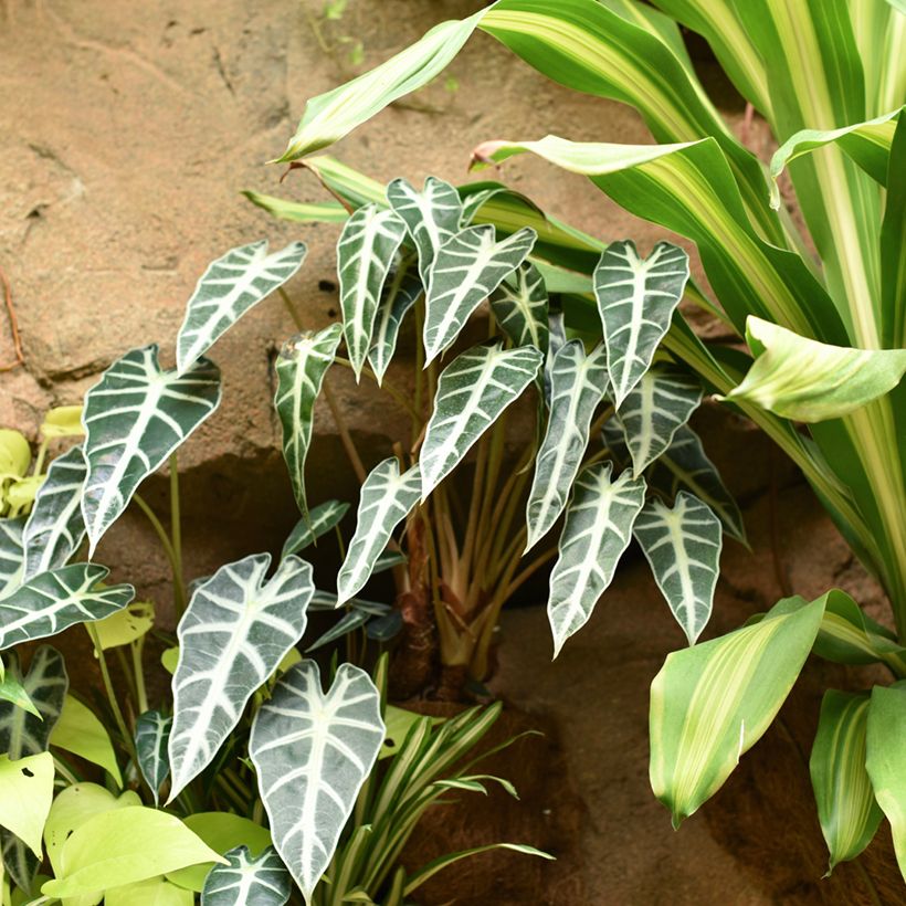 Alocasia Bambino - Orelha-de-elefante (Hábito)