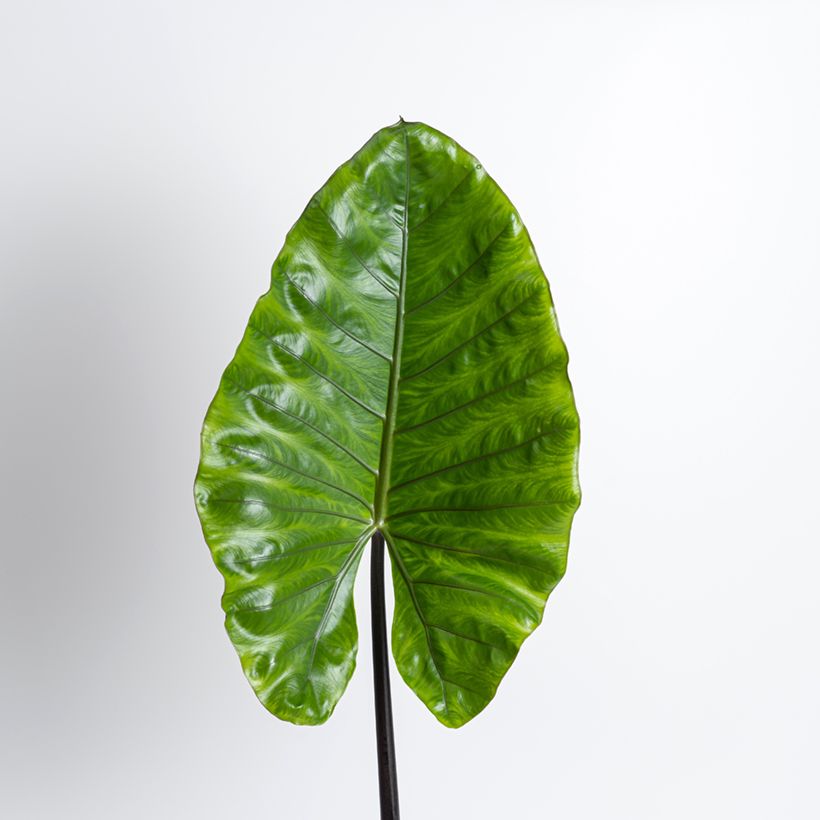 Alocasia macrorrhizos Black Stem - Orelha-de-elefante (Folhagem)
