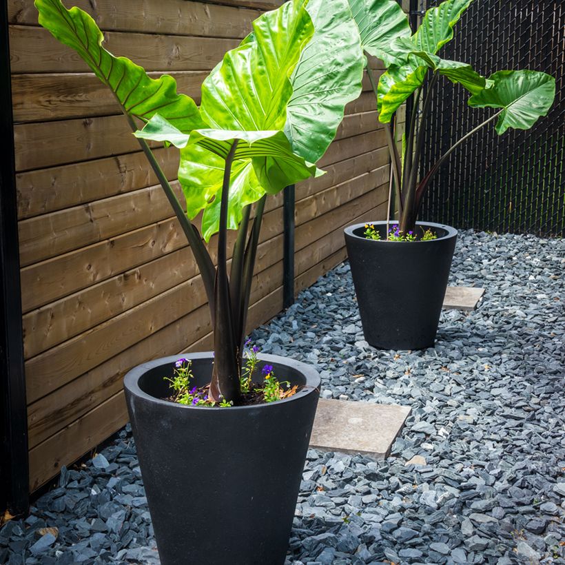 Alocasia macrorrhizos Black Stem - Orelha-de-elefante (Hábito)