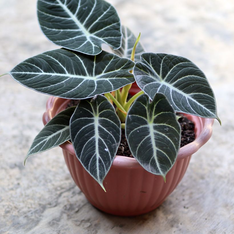 Alocasia Black Velvet - Orelha-de-elefante (Folhagem)