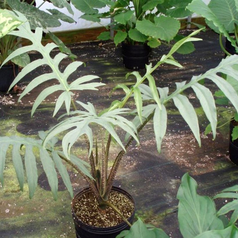 Alocasia brancifolia - Orelha-de-elefante (Hábito)