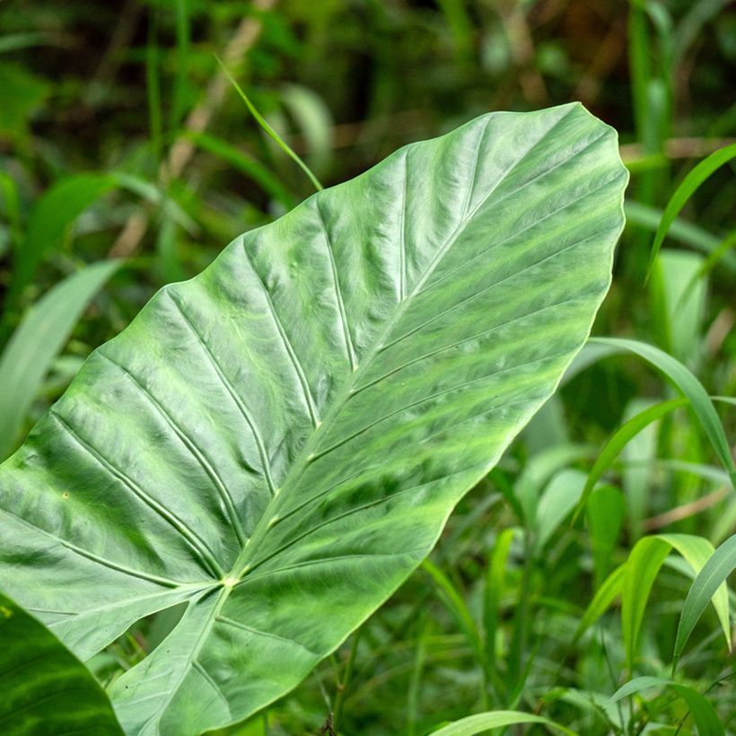 Alocasia Calidora - Orelha-de-elefante (Folhagem)