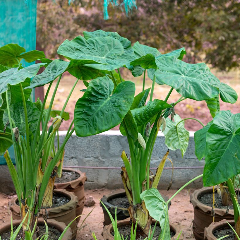 Alocasia Calidora - Orelha-de-elefante (Hábito)