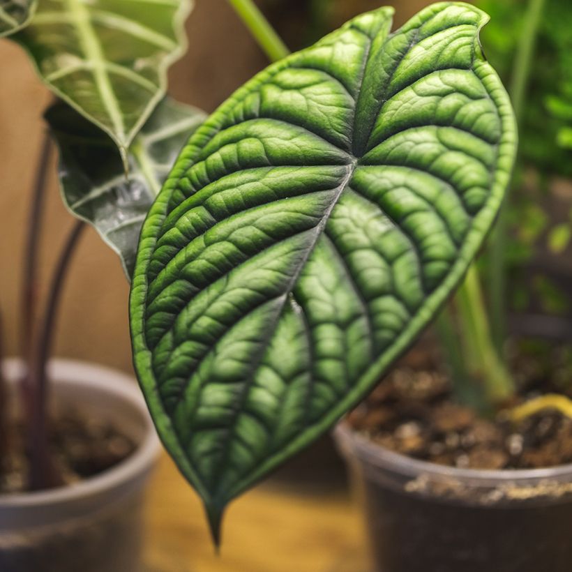 Alocasia Dragon Scale - Orelha-de-elefante (Folhagem)