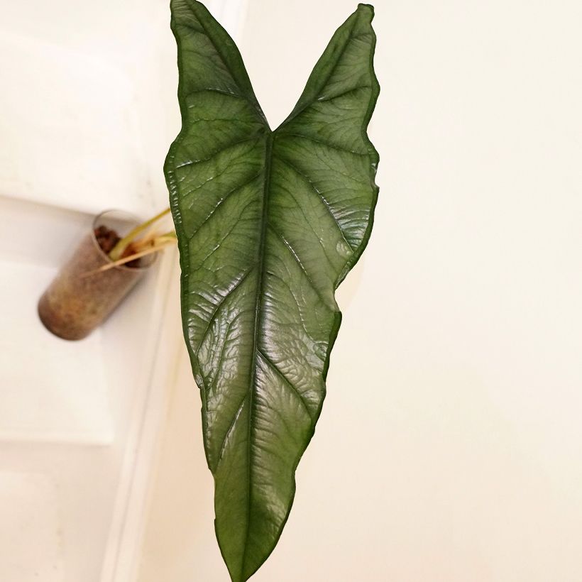 Alocasia heterophylla Dragon's Breath - Orelha-de-elefante (Folhagem)