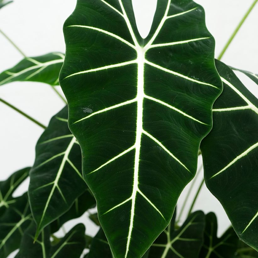 Alocasia Frydek - Orelha-de-elefante (Folhagem)