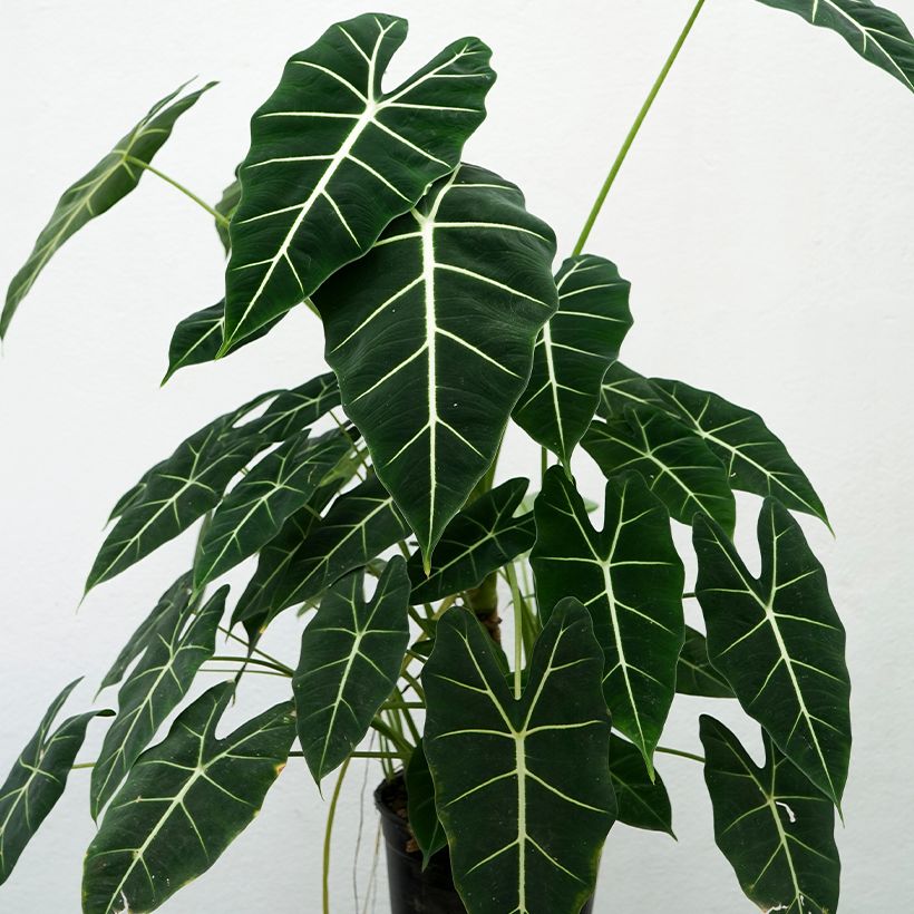 Alocasia Frydek - Orelha-de-elefante (Hábito)