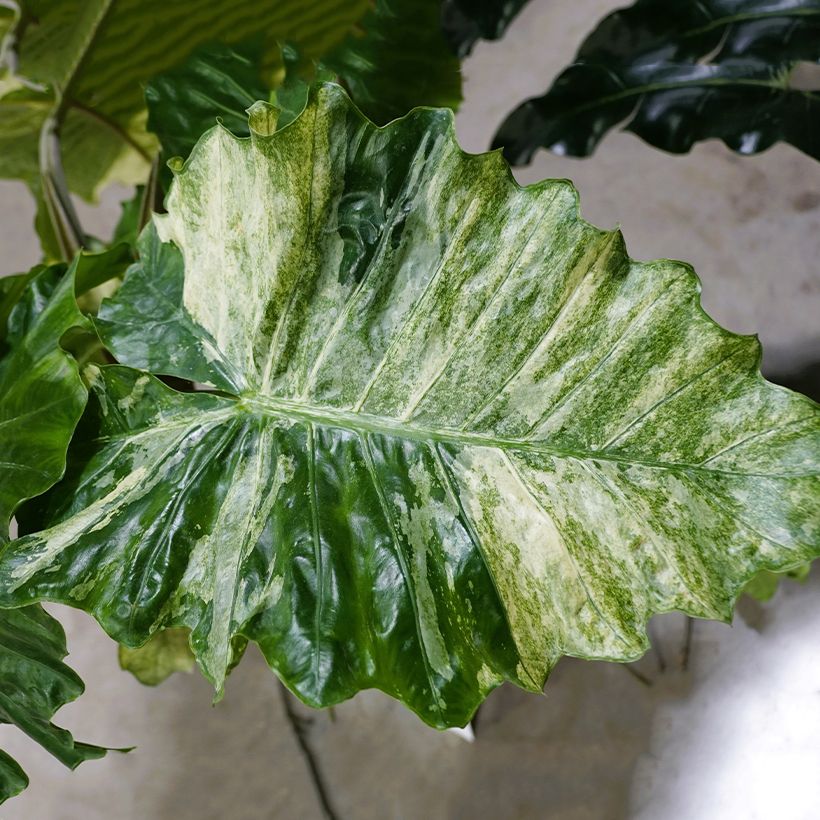 Alocasia Hualong - Orelha-de-elefante (Folhagem)