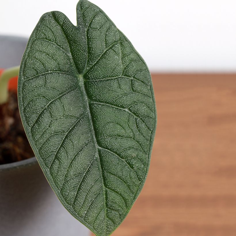 Alocasia melo - Orelha-de-elefante (Folhagem)