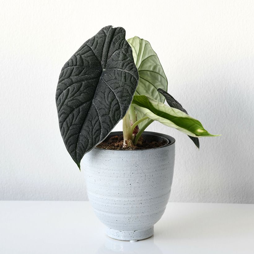 Alocasia melo - Orelha-de-elefante (Hábito)