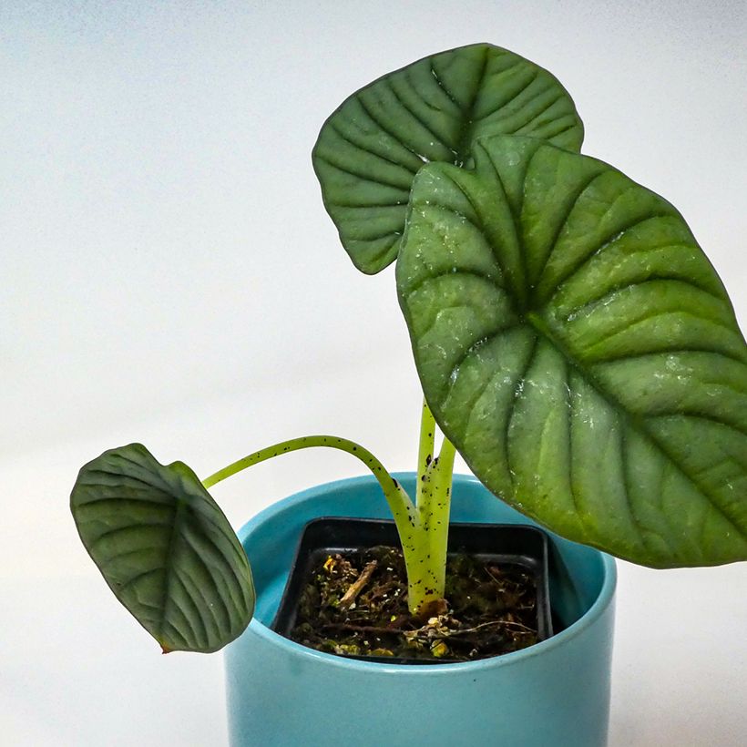 Alocasia nebula - Orelha-de-elefante (Folhagem)