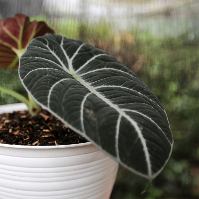 Alocasia Ninja - Orelha-de-elefante (Folhagem)