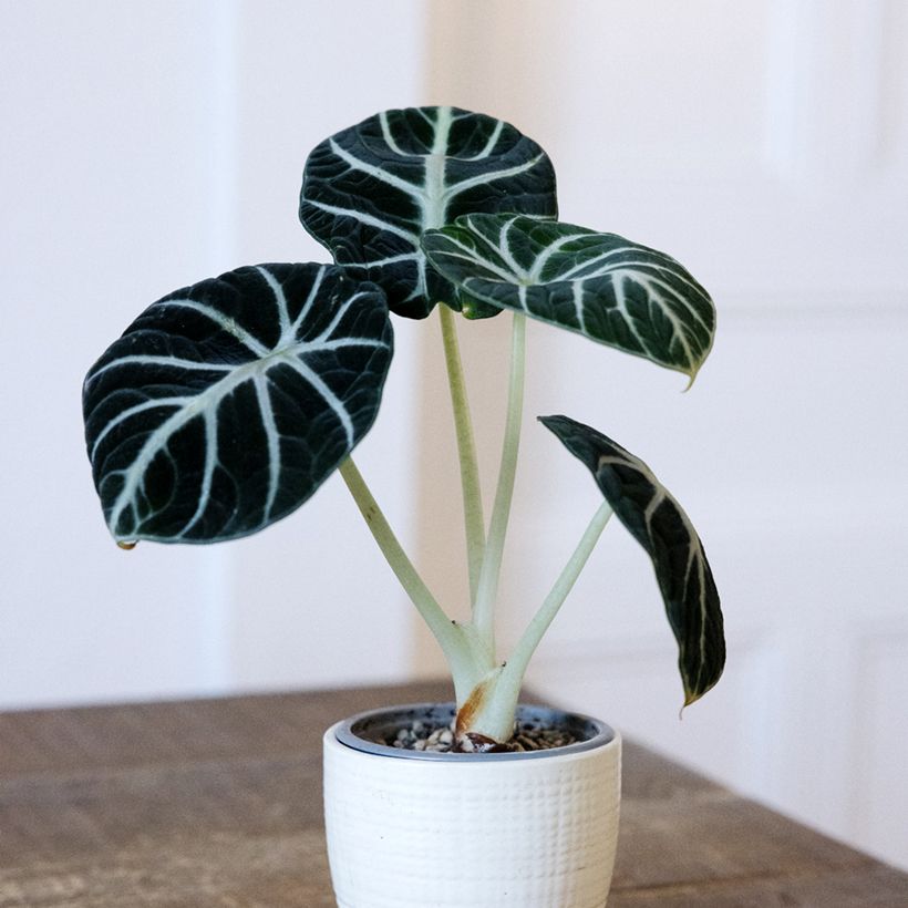 Alocasia Ninja - Orelha-de-elefante (Hábito)