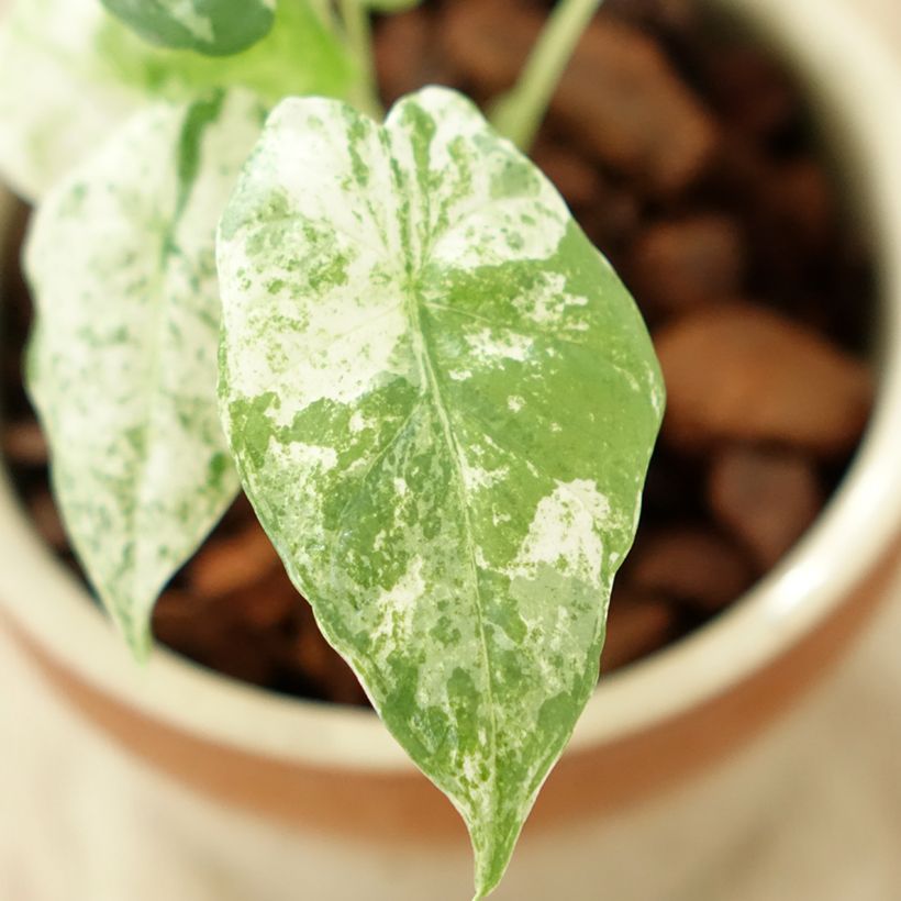 Alocasia odora Batik - Orelha-de-elefante perfumada (Folhagem)