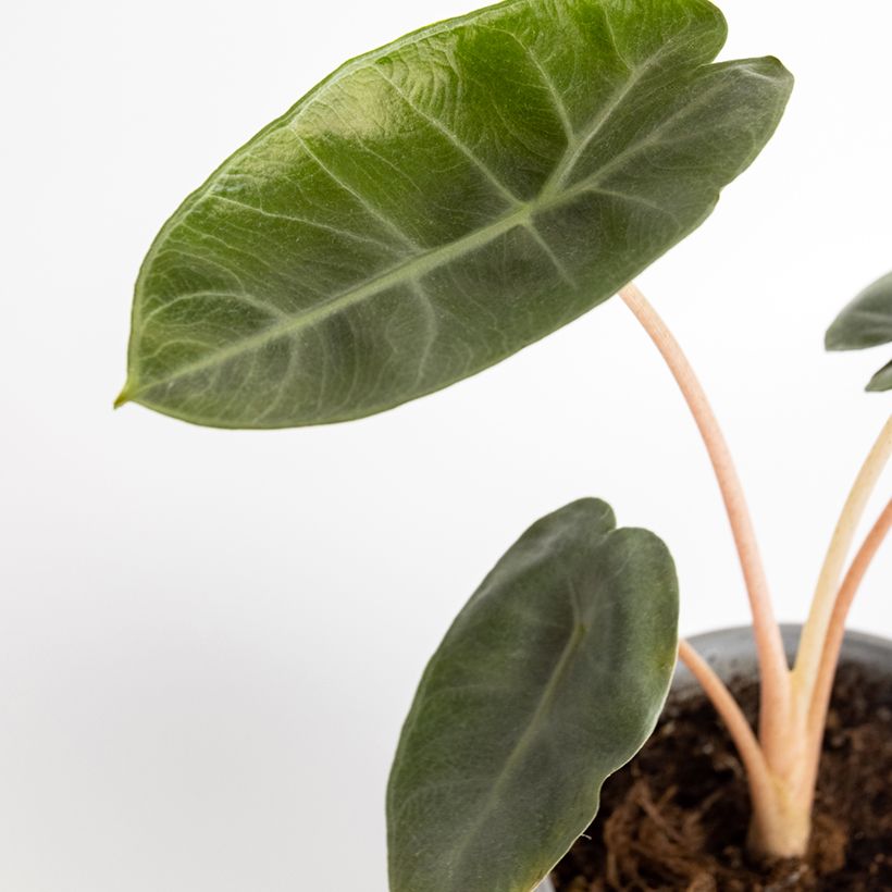Alocasia Pink Dragon - Orelha-de-elefante (Folhagem)