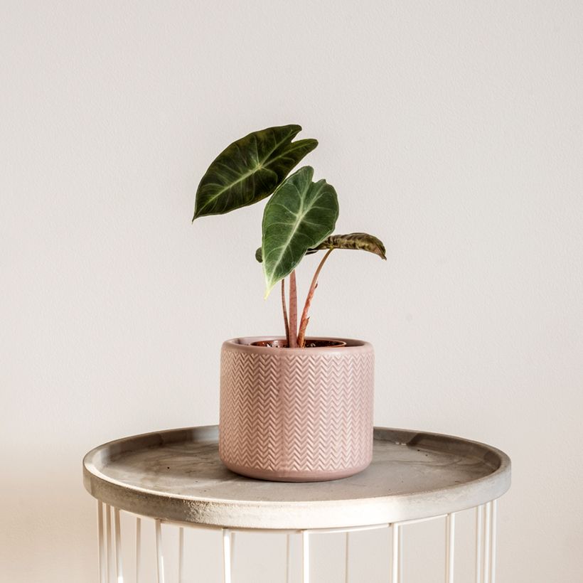 Alocasia Pink Dragon - Orelha-de-elefante (Hábito)