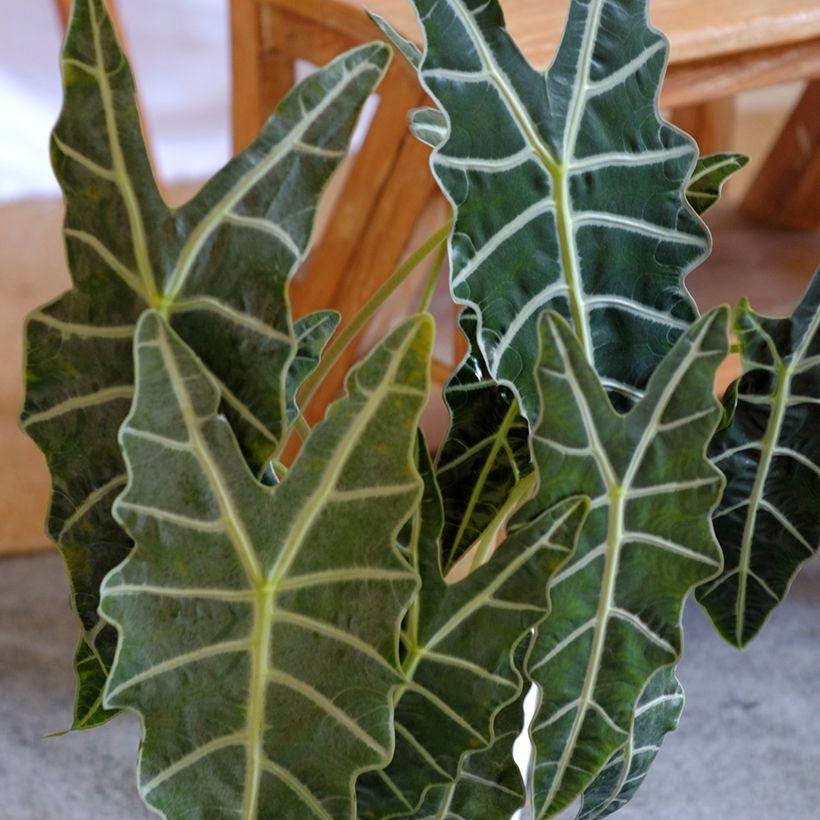Alocasia Polly - Orelha-de-elefante (Folhagem)