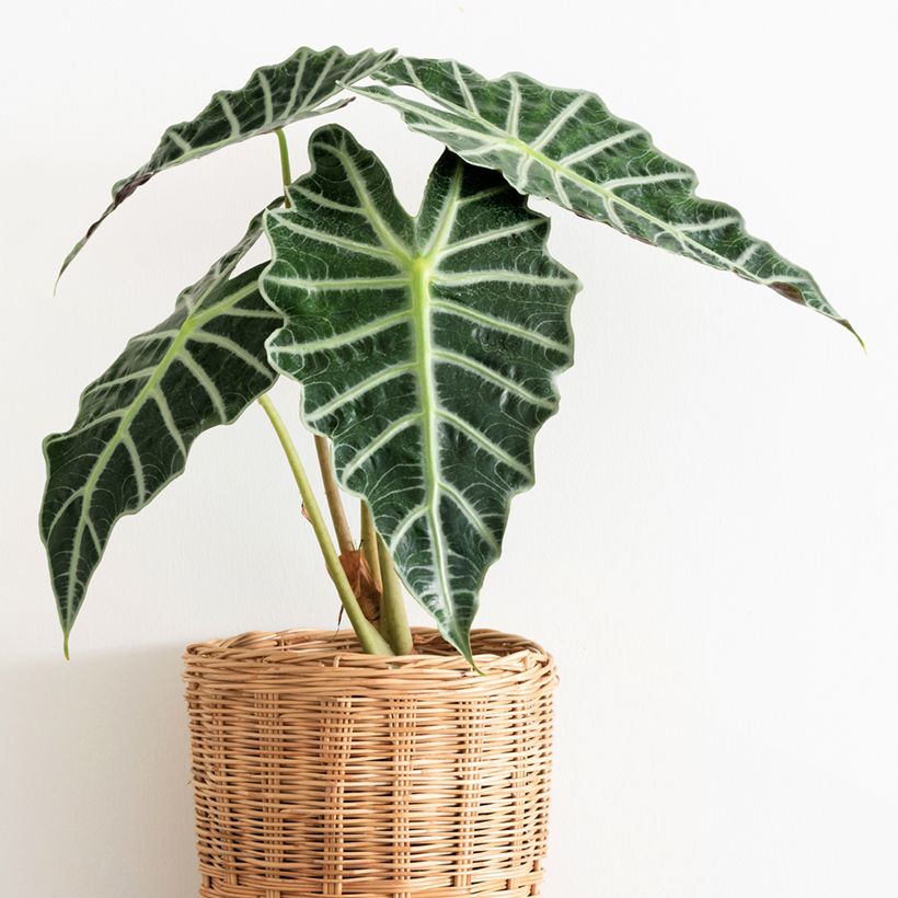 Alocasia Polly - Orelha-de-elefante (Hábito)