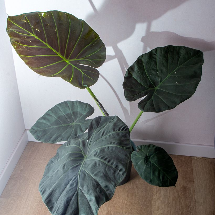 Alocasia Regal Shields - Orelha-de-elefante (Hábito)