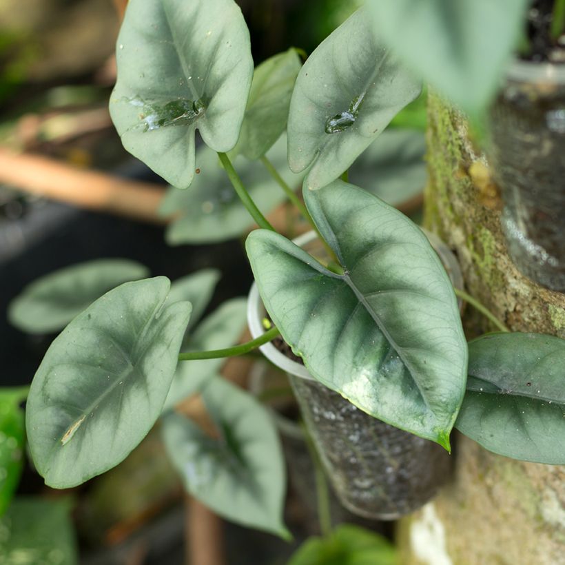 Alocasia reversa - Orelha-de-elefante (Folhagem)