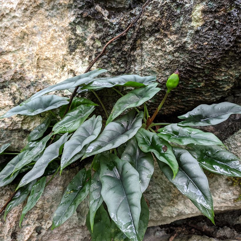 Alocasia reversa - Orelha-de-elefante (Hábito)
