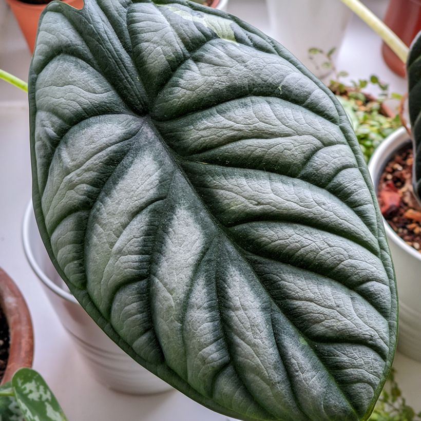 Alocasia baginda Silver Dragon - Escama de dragão (Folhagem)