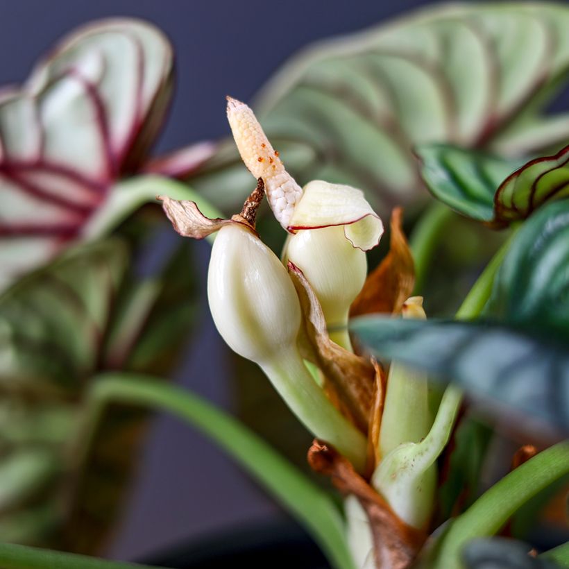 Alocasia baginda Silver Dragon - Escama de dragão (Floração)