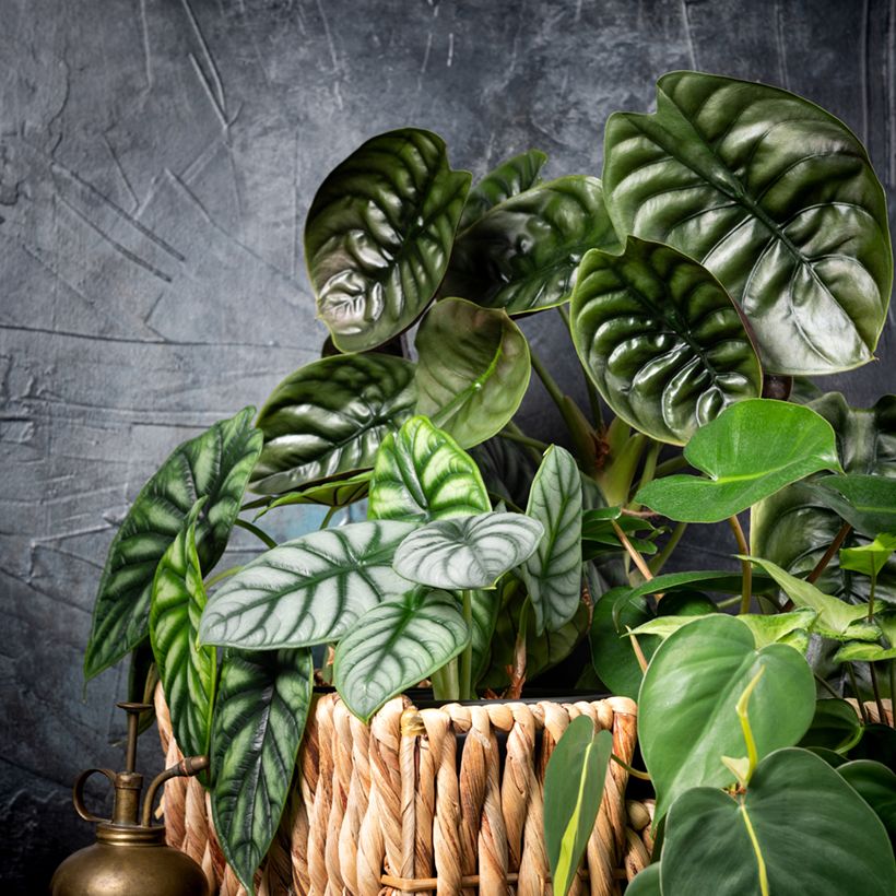 Alocasia baginda Silver Dragon - Escama de dragão (Hábito)
