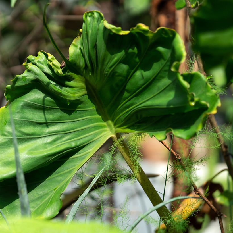 Alocasia Stingray - Orelha-de-elefante (Folhagem)