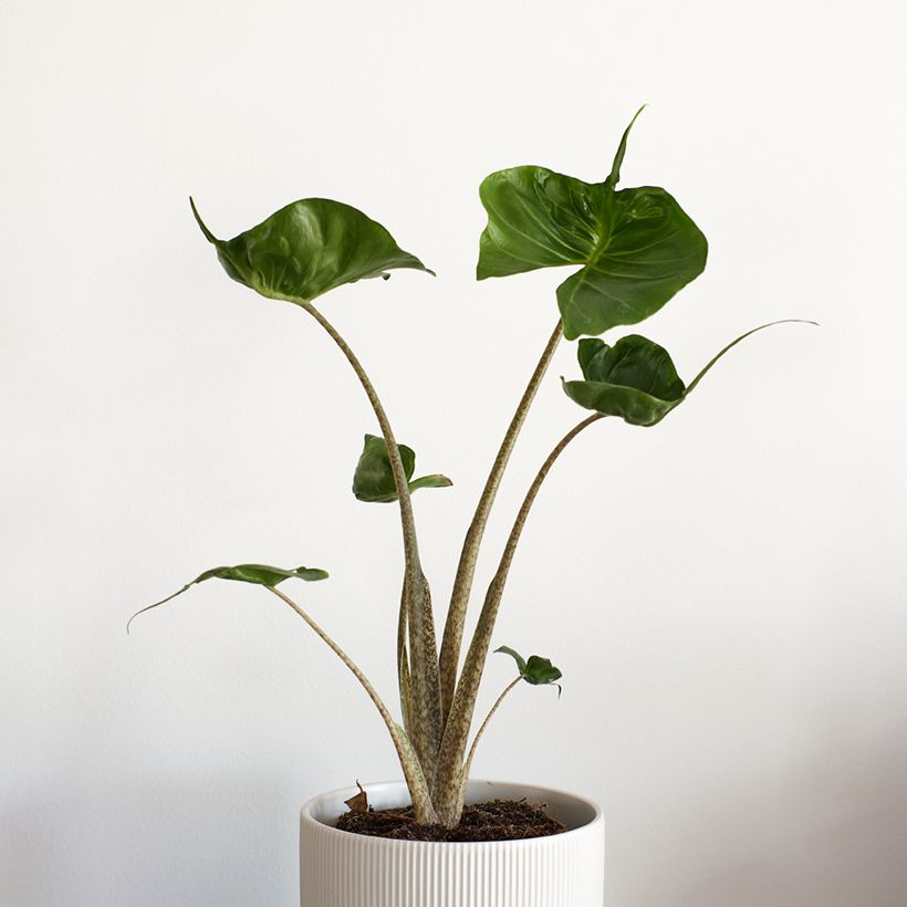 Alocasia Stingray - Orelha-de-elefante (Hábito)