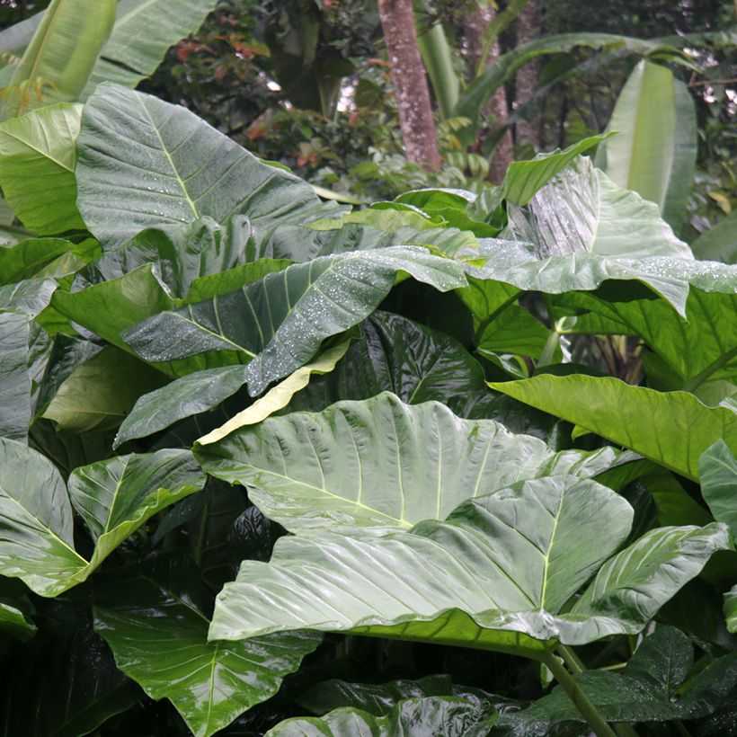 Alocasia Sumo - Orelha-de-elefante (Folhagem)