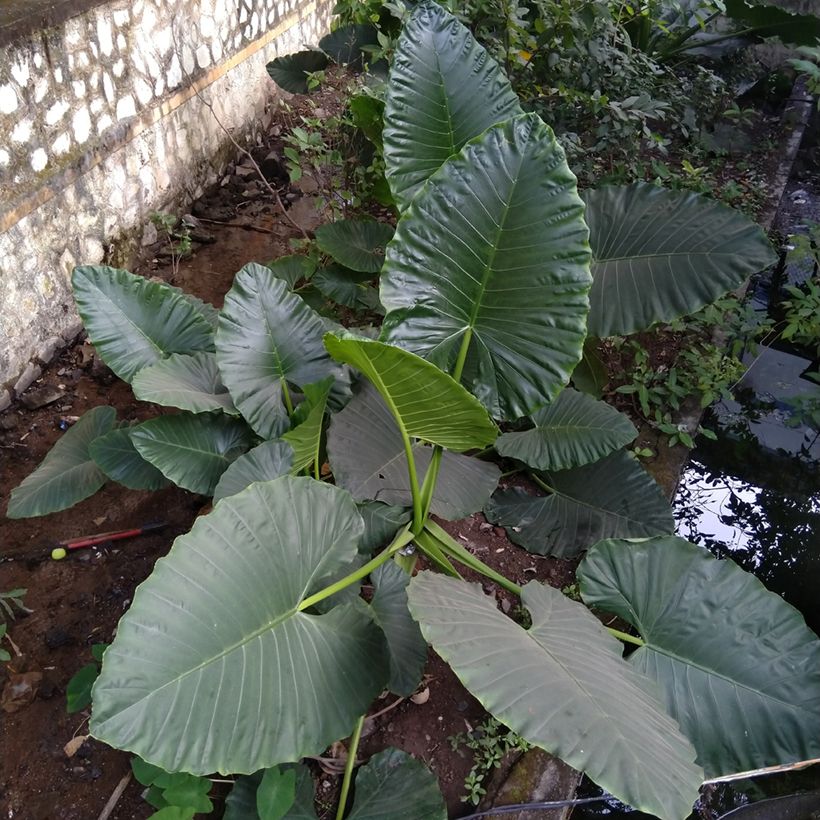 Alocasia Sumo - Orelha-de-elefante (Hábito)