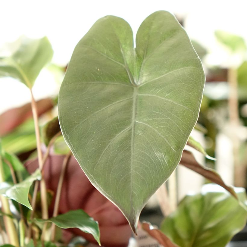 Alocasia sarawakensis Yucatan Princess - Orelha-de-elefante (Folhagem)