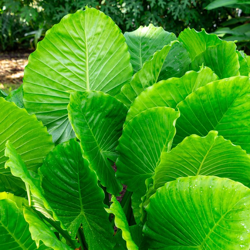 Alocasia gageana California - Orelha-de-elefante (Folhagem)