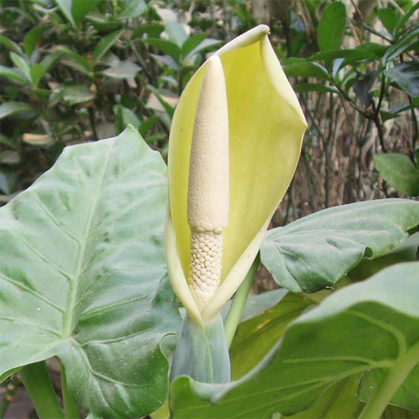Alocasia macrorrhiza (Floração)